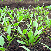 野菜畑