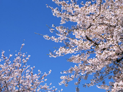 気がつけば桜が満開になっていた...