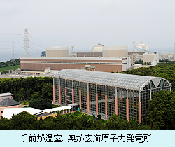 手前が温室、奥が玄海原子力発電所