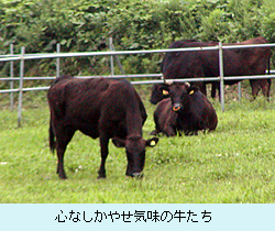 心なしかやせ気味の牛たち