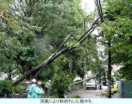 突風により幹が折れた樹木も･･･