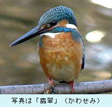 写真は「翡翠」（かわせみ）