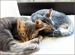 0206_cat.jpg