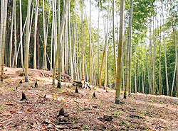 流通 もったいない精神 で無駄のない農業の実現 農業組合法人japanクローバー Netib News ネットアイビーニュース