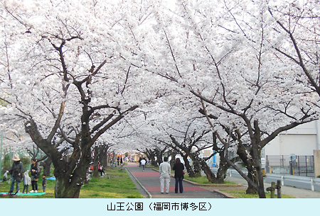 sakura2.jpg