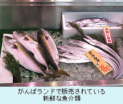 がんばランドで販売されている新鮮な魚介類