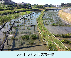 スイゼンジノリの養殖場