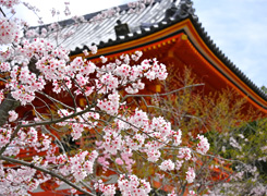 kyoto2.jpg
