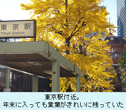 東京駅付近。年末に入っても黄葉がきれいに残っていた.JPG
