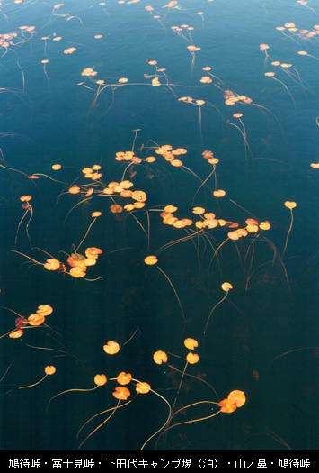 行程：鳩待峠・富士見峠・下田代キャンプ場（泊）・山ノ鼻・鳩待峠