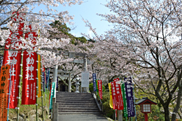 桜が咲き誇る宮地嶽神社（１）