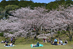 桜が咲き誇る宮地嶽神社（２）