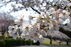 桜が咲き誇る宮地嶽神社（３）