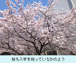 桜も入学を祝っているかのよう