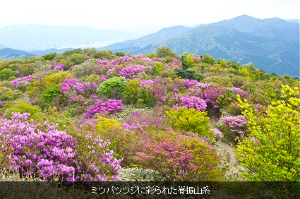 ミツバツツジに彩られた脊振山系.jpg