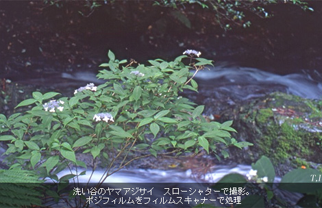 洗い谷のヤマアジサイ　スローシャターで撮影。ポジフィルムをフィルムスキャナーで処理