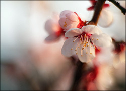 prunus-mume.jpg