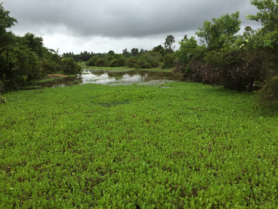 一ノ瀬氏の墓の周辺は湿地。