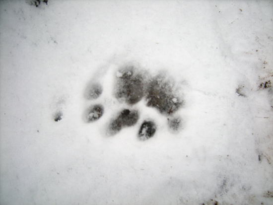 雪豹の足跡