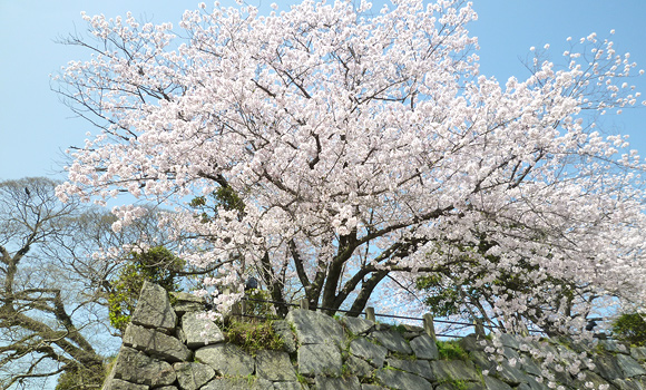 sakura_fukuoka