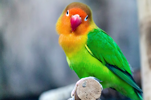 オウムとインコの日