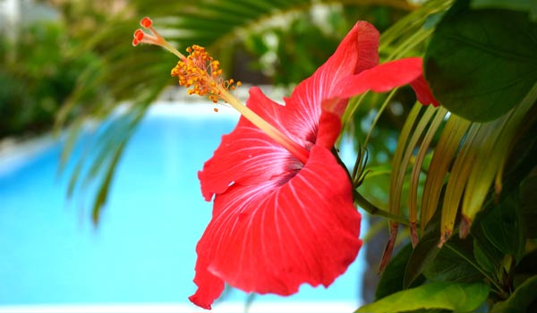 hibiscus1