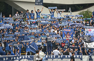 avispa