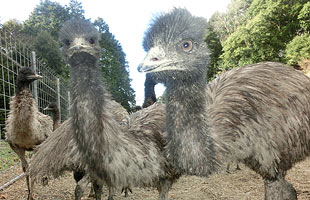 emu2