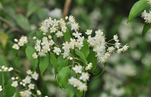 脊振の自然に魅せられて 見事に咲いたハイノキの花に感動 ハイノキ 灰の木 ハイノキ科 ハイノキ属 公式 データ マックス Netib News