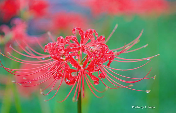 脊振の自然に魅せられて 里山を彩る ヒガンバナ 彼岸花 ヒガンバナ科 公式 データ マックス Netib News