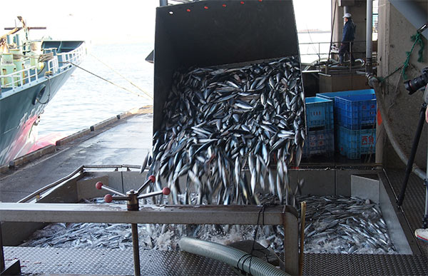 魚はいつの時代でも日本人にとって大切な栄養源