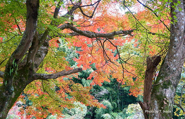 見事な脊振の紅葉