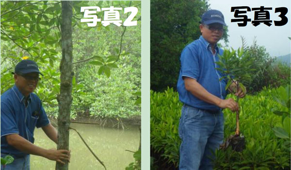 写真2：2011年に植林したマングローブの主幹。太さは10㎝以上ある。 写真3：今年植林分の苗木を育成している。天候の影響で植林は来年1月に行う予定