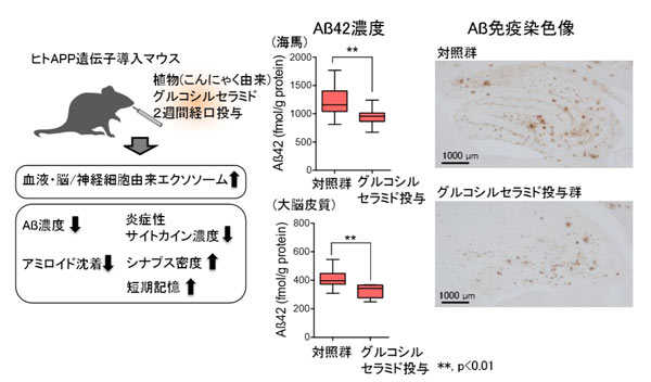 マウスを使った実験の図