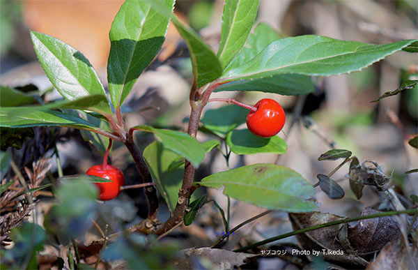 脊振の自然に魅せられて 赤い実をつける冬の植物たちとの出会い 公式 データ マックス Netib News