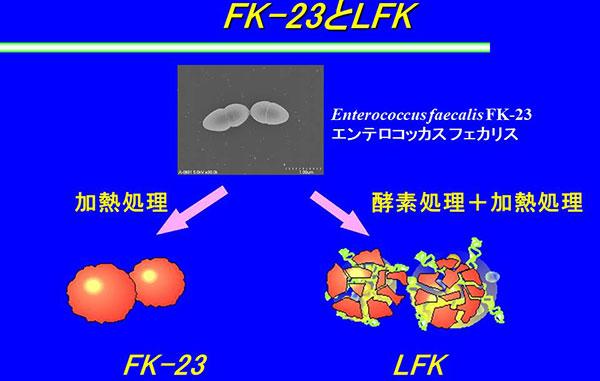 加熱処理乳酸菌fk 23は抗ガンに高い効果 酵素処理乳酸菌lfkはインフルエンザ肺炎軽減やガン転移抑制 公式 データ マックス Netib News