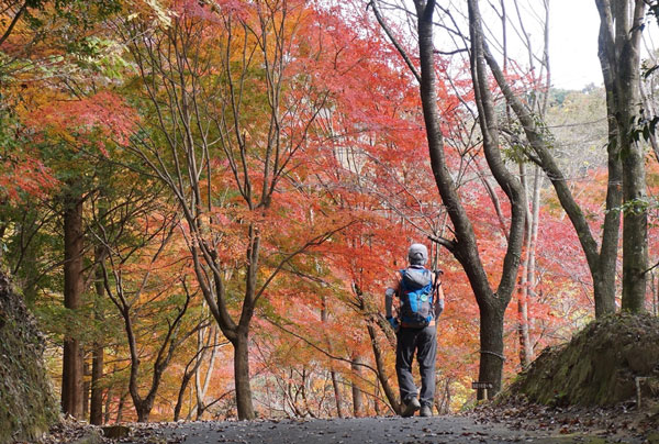 きれいな紅葉の林を歩く S