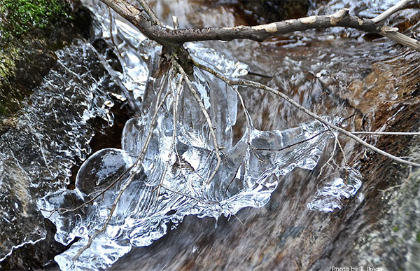 小枝に凍りついた氷の芸術
