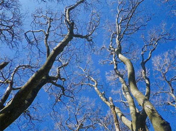 雲1つない青空に聳えるブナの大木
