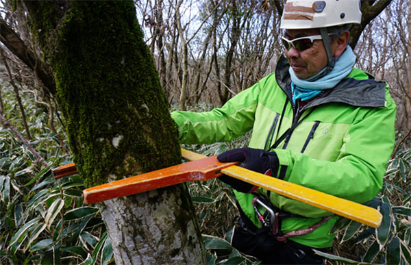 樹木の幹を計測するメンバー