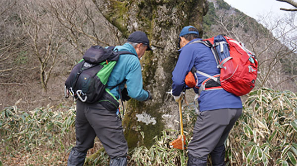 2人がかりでブナの幹を計測する
