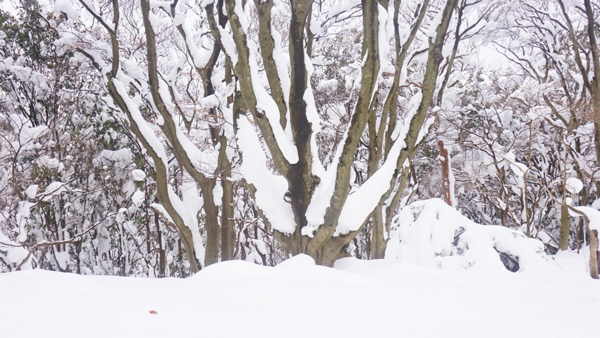 大雪を被ったブナの大木