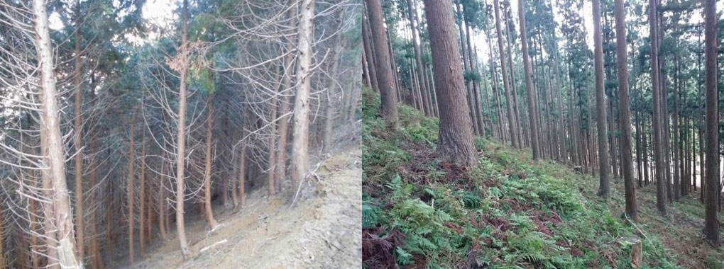 左：手入れが忘れられた森林／右：手入れがされた森林