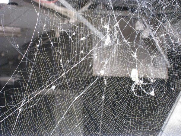 炊事場の窓枠に巣くう巨大なジョロウグモ