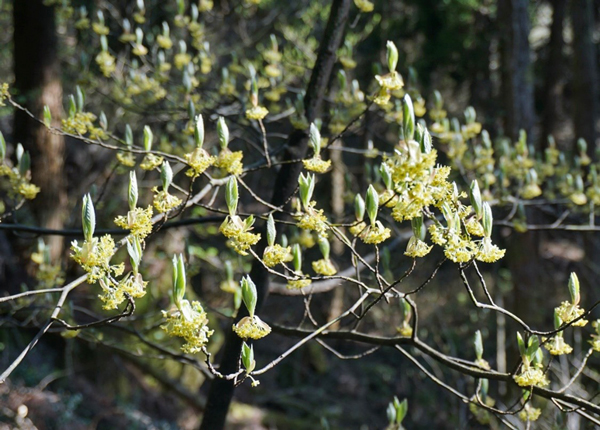 たくさんの花を咲かせたクロモジ（黒文字） 香木のため、高級和菓子の爪楊枝として利用されている