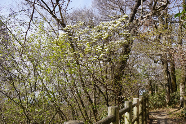 九州自然歩道に咲くムシカリの花　　純白の花が目に飛び込んできた