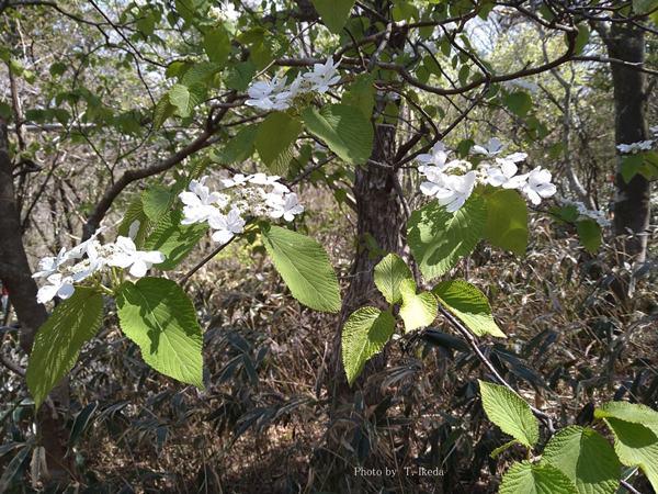 美しい純白のムシカリの花　