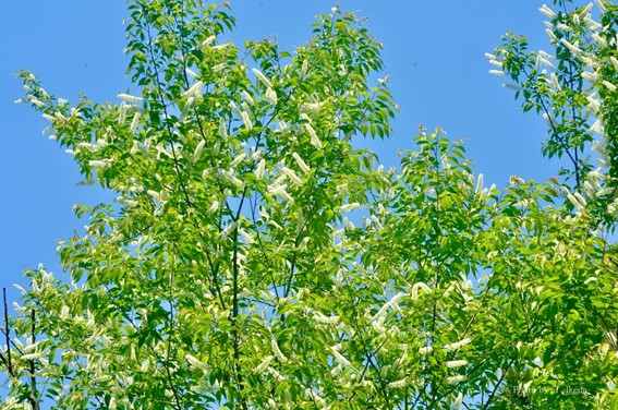 青空に映えるウワミズザクラ、桜の花とは思えない