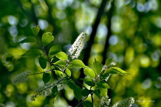 太陽の陽に輝くウワミズザクラ、若葉と花が美しい