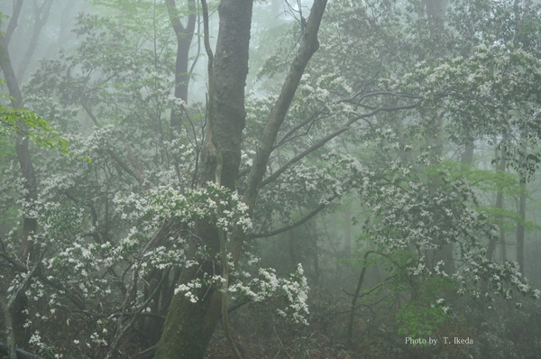 霧のなかに佇む満開のハイノキ　幻想的な光景に感動を覚える